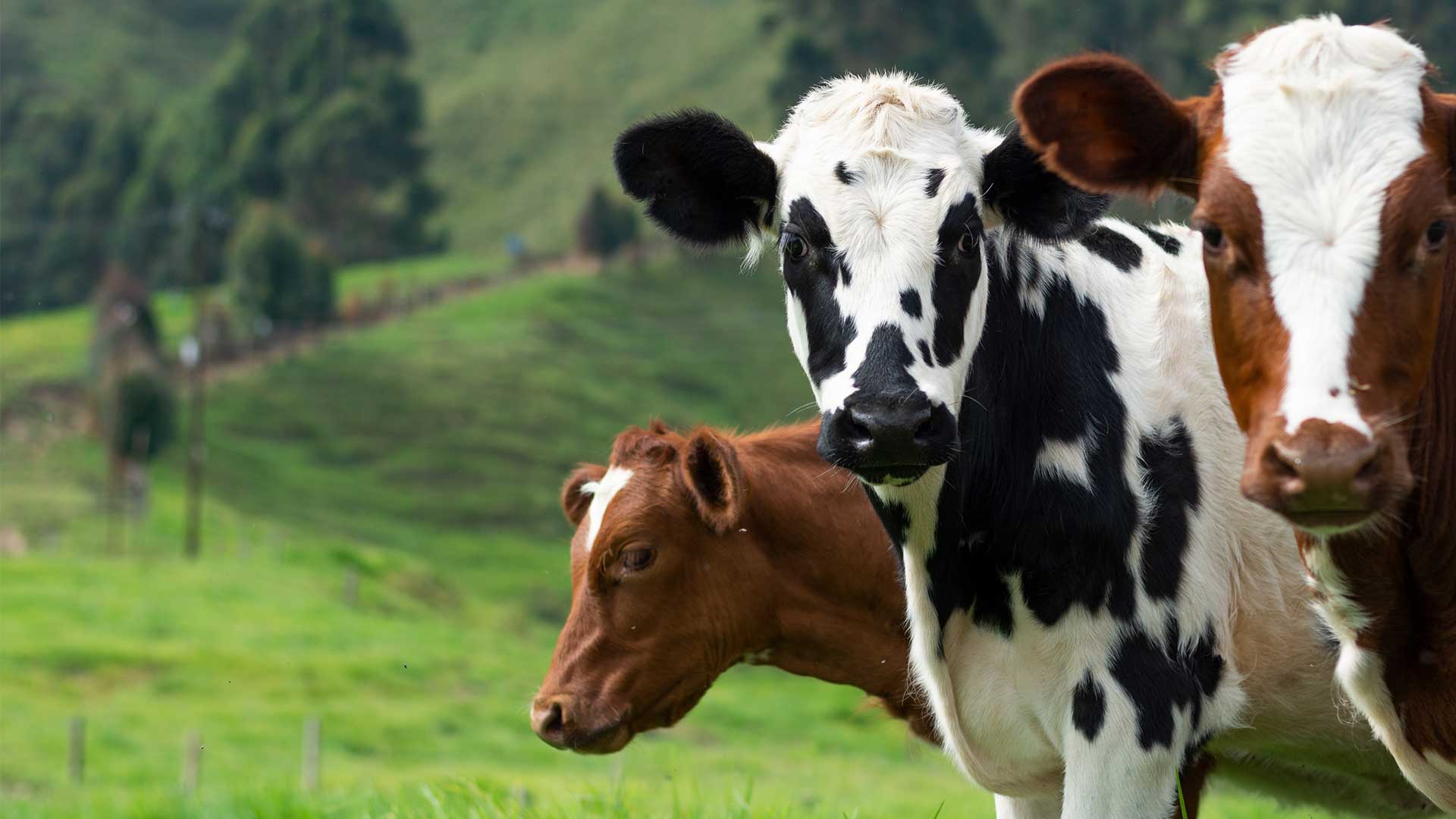 Tanganyika Herds Organic Cows