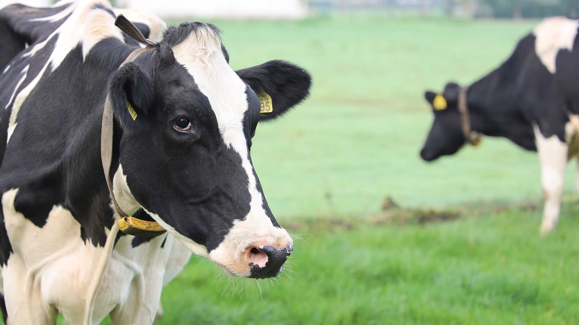 Healthy Dairy Cows Pasture