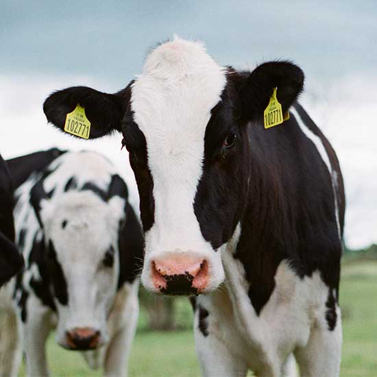 Our Healthy Cows