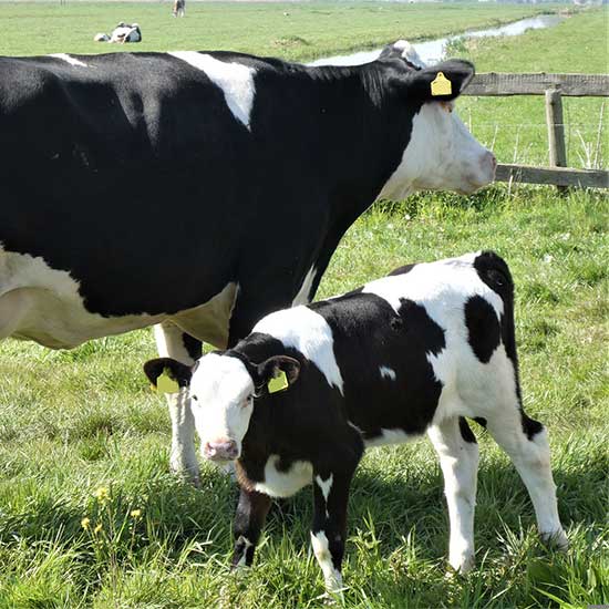 Cow Milking & Care