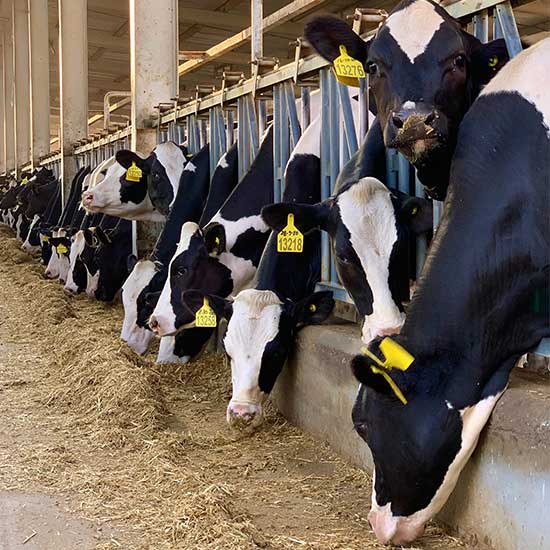 Grass-fed Cattle Homestead